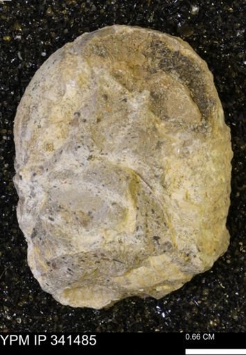 Scaphites sp.