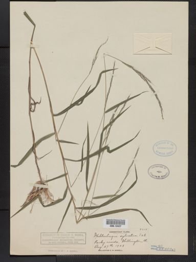 Muhlenbergia sylvatica