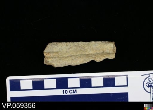 Hesperornis sp.