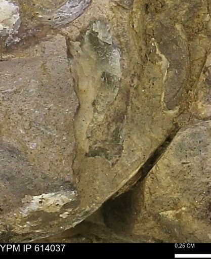 undet. Mollusca