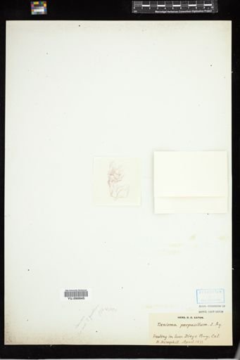Taenioma perpusillum