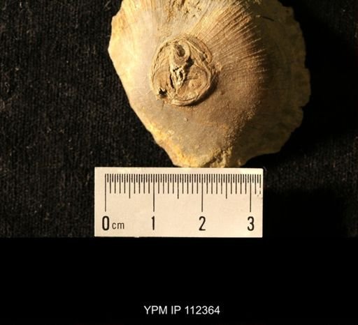 Isorophus cincinnatiensis