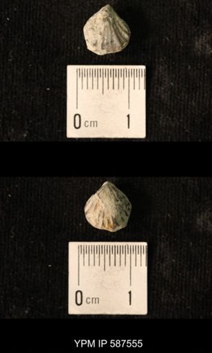 Camarotoechia whitei