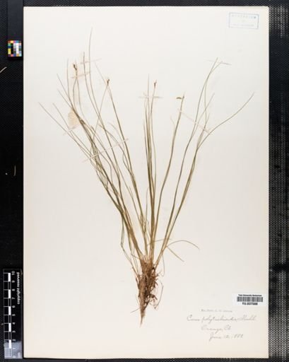 Carex leptalea leptalea
