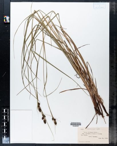 Carex triceps