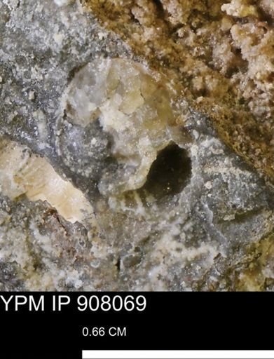 undet. Mollusca