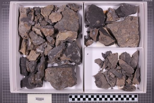 mixed taxa, stratigraphic collection