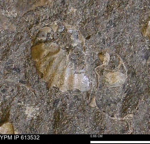 Scaphites sp.