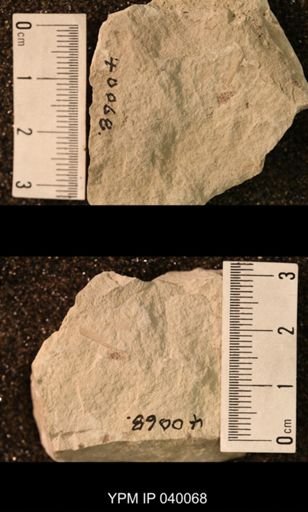 Hexapoda