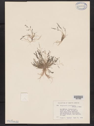 Eragrostis pilosa