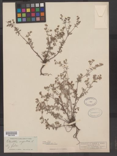 Potentilla argentea