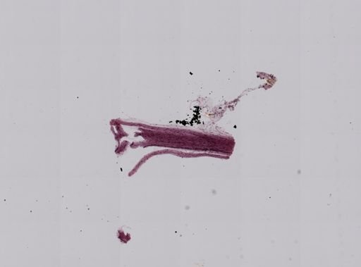 Vampyroteuthis infernalis