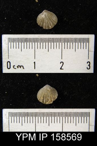 Rhynchonella pyrrha