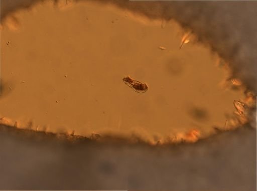 Dicranophoridae