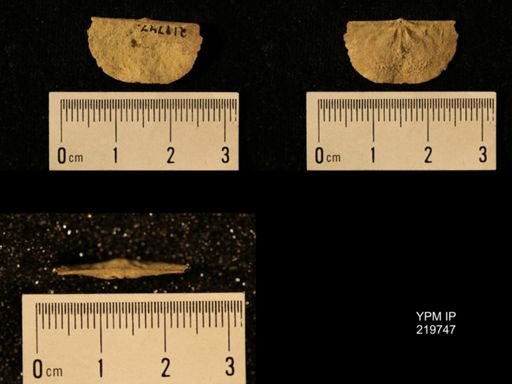 Chonetes granulifer