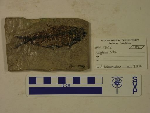 Knightia alta