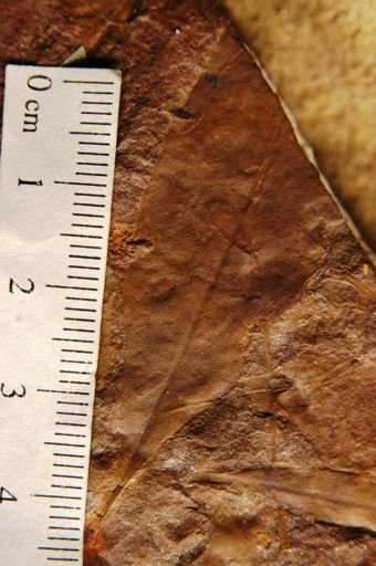 Andromeda parlatorii