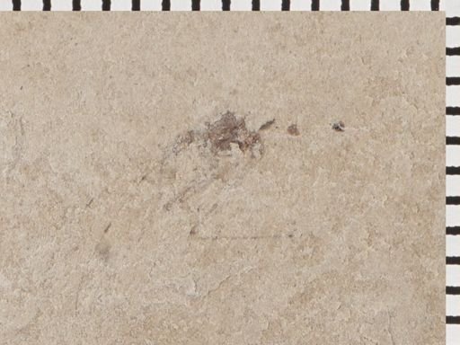 undet. Heteroptera
