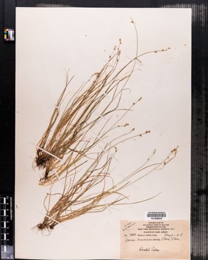 Carex brunnescens