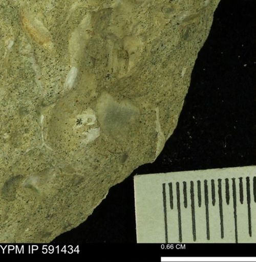 undet. Bivalvia