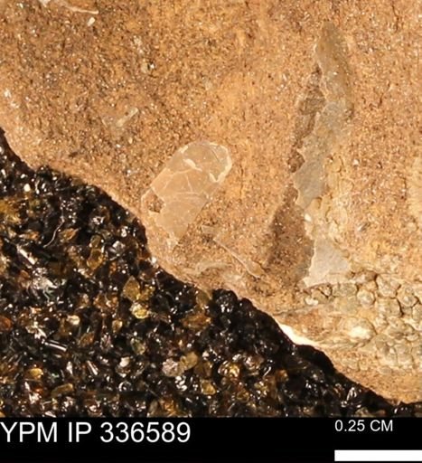 undet. Mollusca