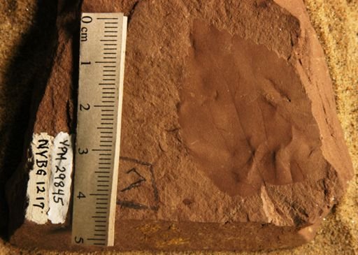 Cercidiphyllum arcticum
