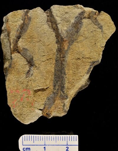 Eospermatopteris erianus