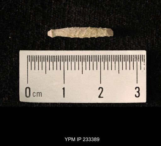 Archaeocidaris sp.