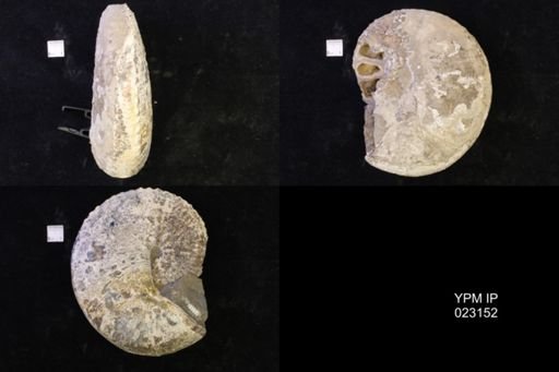 Jeletzkytes nebrascensis