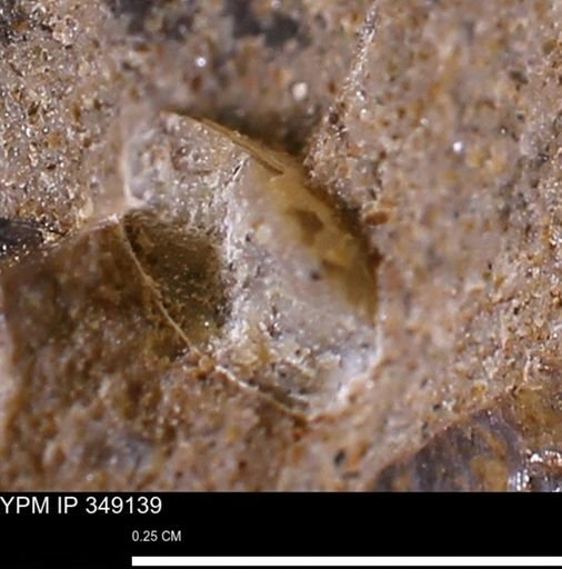 undet. Bivalvia