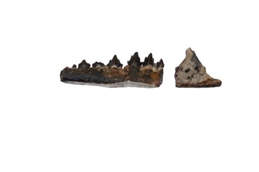 Tinodon bellus