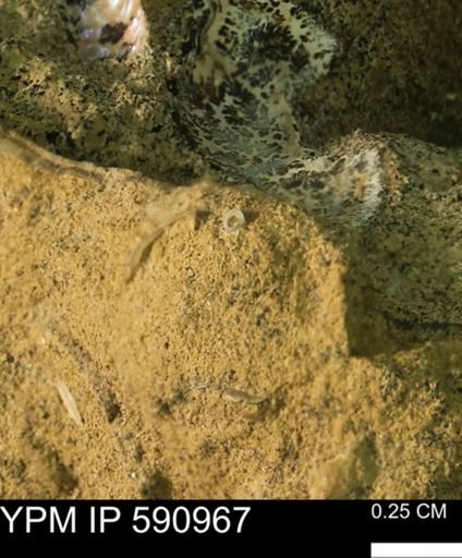 undet. Bivalvia
