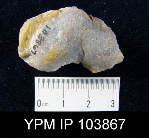 Meristella aloka