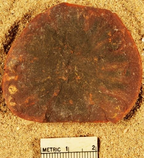 Annularia stellata