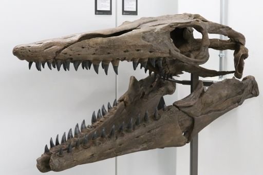 Tylosaurus proriger