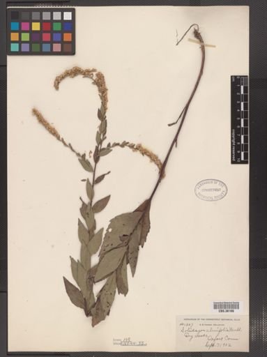 Solidago ulmifolia