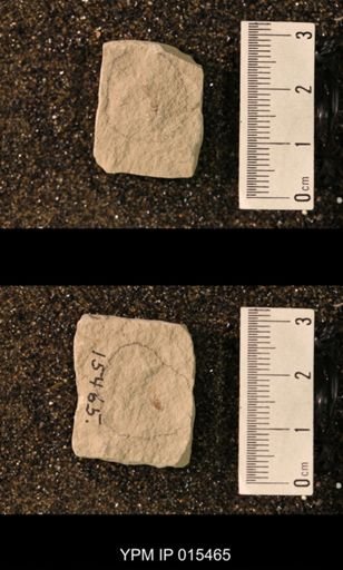 undet. Hexapoda