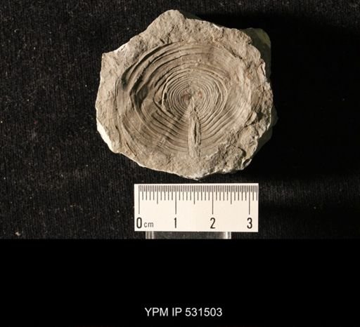 Roemerella grandis
