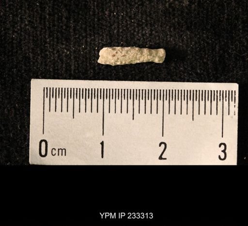 Archaeocidaris sp.