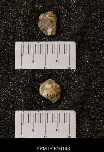 Protocardia subquadrata