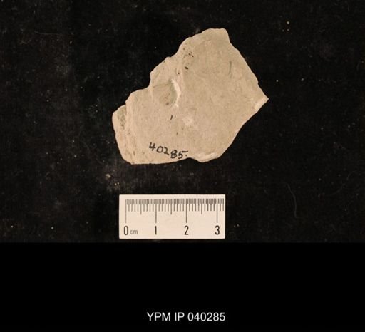 Lecorium elongatum