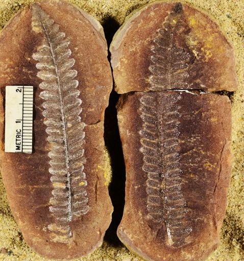 Pecopteris