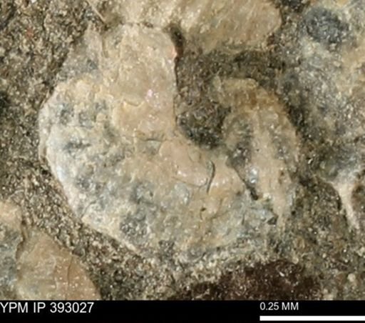 Scaphites sp.