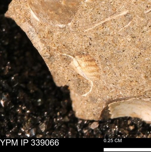 undet. Gastropoda