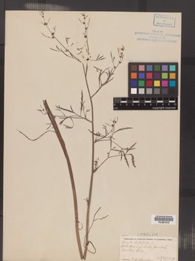 Cicuta bulbifera