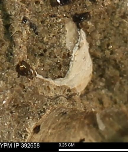 Protocardia subquadrata