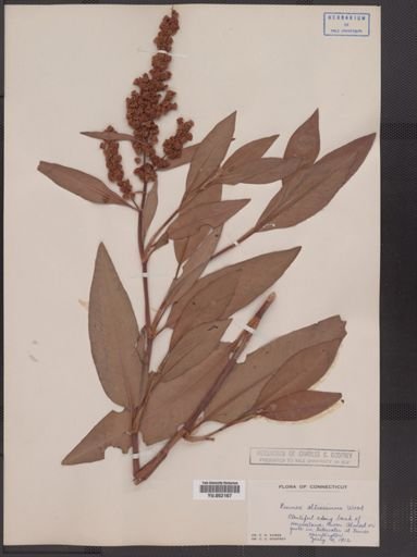 Rumex altissimus