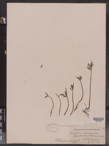 Botrychium lanceolatum