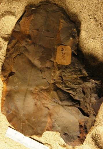 Juglans elongata
