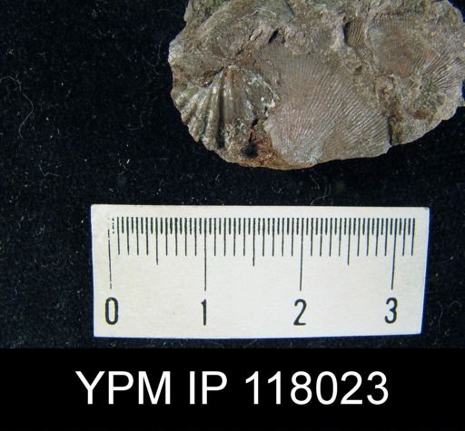 Delthyris rugaecosta